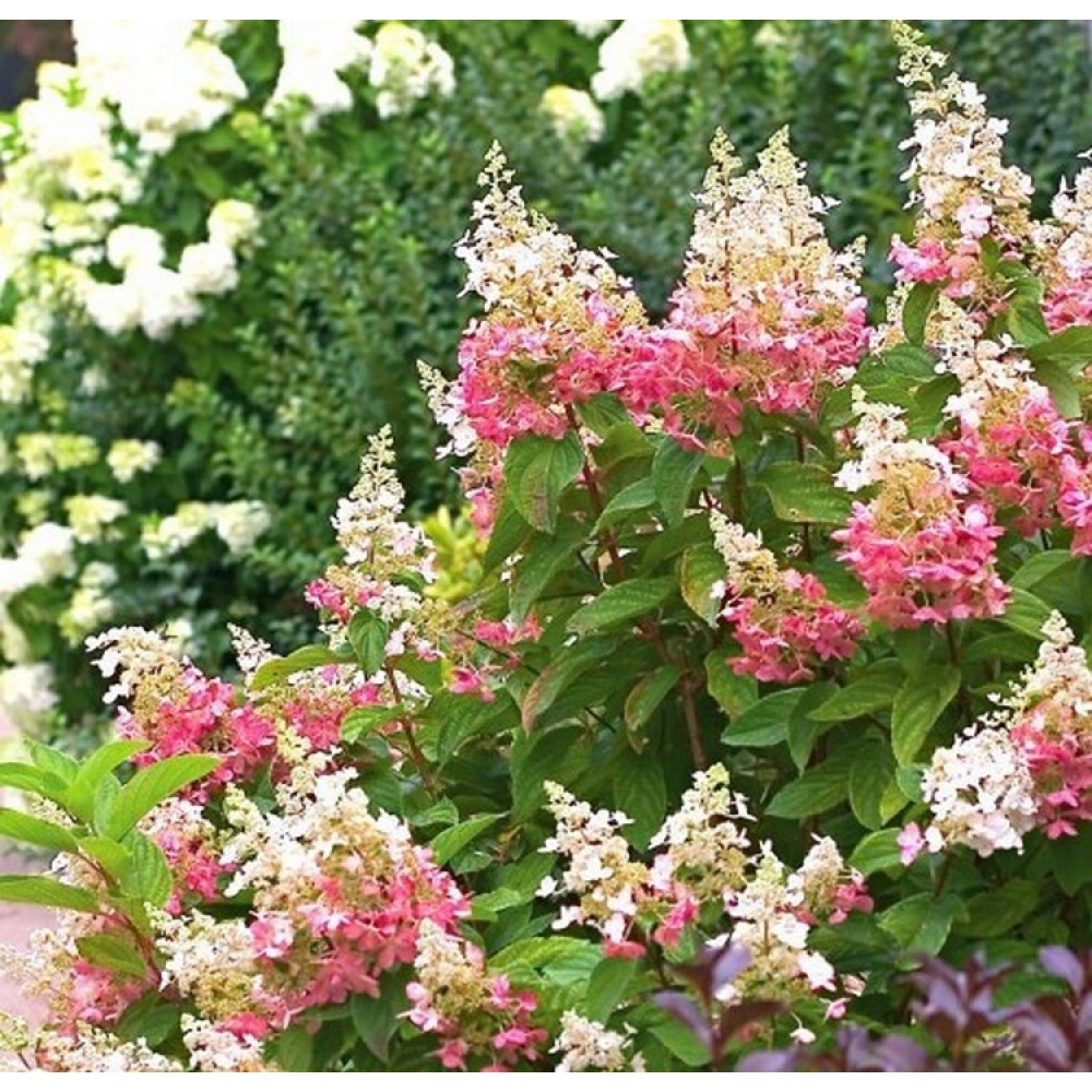 Hydrangea paniculata / Hortenzija šluotelinė PINKY WINKY®