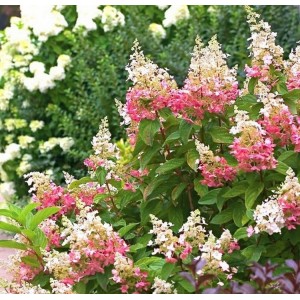 Hydrangea paniculata / Hortenzija šluotelinė PINKY WINKY®