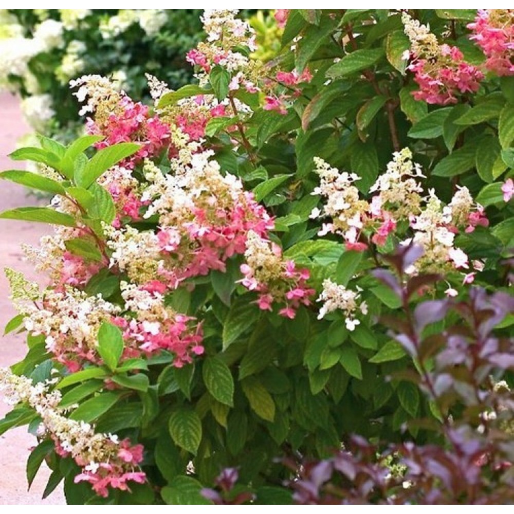 Hydrangea paniculata / Hortenzija šluotelinė PINKY WINKY®