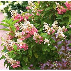 Hydrangea paniculata / Hortenzija šluotelinė PINKY WINKY®