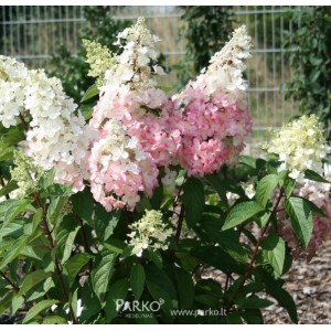 Hydrangea paniculata / Hortenzija šluotelinė PINKY WINKY®