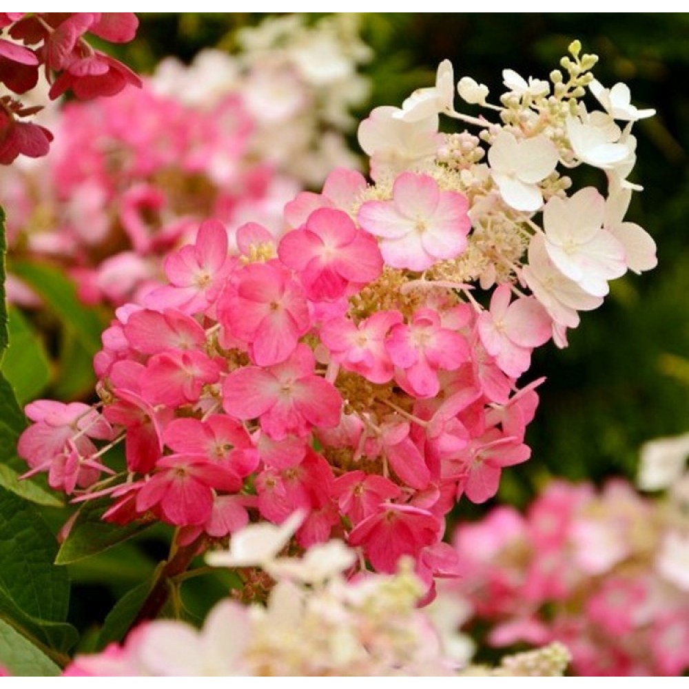 Hydrangea paniculata / Hortenzija šluotelinė PINKY WINKY®