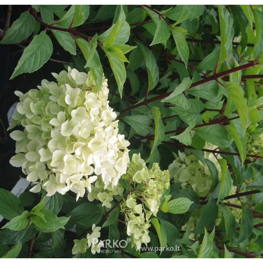 Hydrangea paniculata / Hortenzija šluotelinė VANILLA - FRAISE