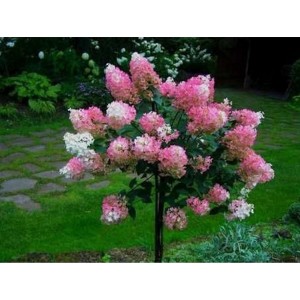 Hydrangea paniculata / Hortenzija šluotelinė VANILLA - FRAISE