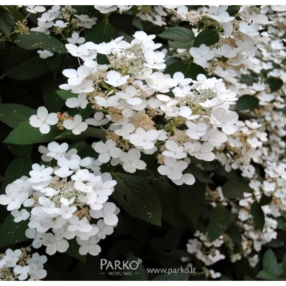 Hydrangea paniculata / Hortenzija šluotelinė WHITE MOTH