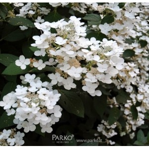 Hydrangea paniculata / Hortenzija šluotelinė WHITE MOTH