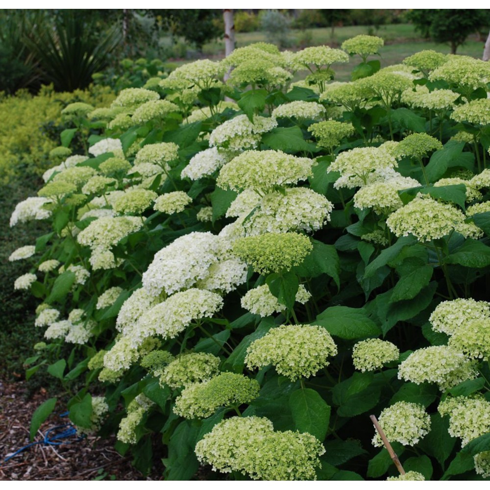 Hydrangea arborescens / Hortenzija šviesioji LIME RICKEY® - 12102843