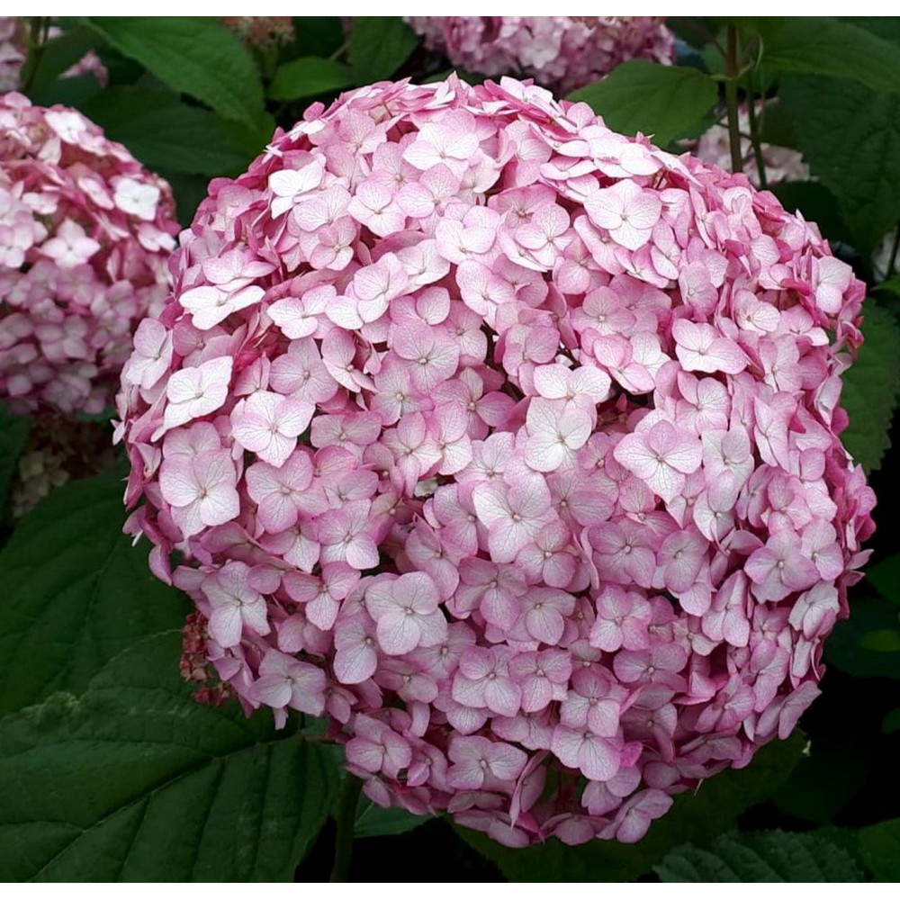 Hydrangea arborescens / Hortenzija šviesioji CANDYBELLE® BUBBLEGUM