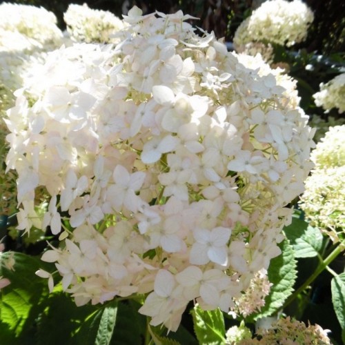 Hydrangea arborescens / Hortenzija šviesioji CANDYBELLE ® MARSHMALLOW