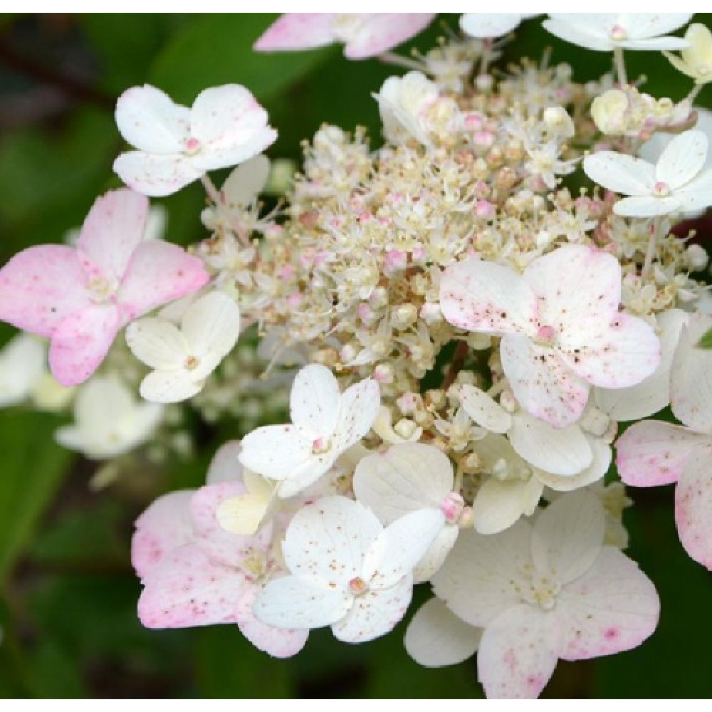 Hydrangea / Hortenzija SUMMER SNOW