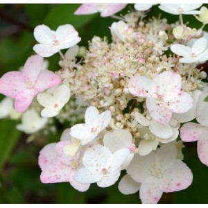 Hydrangea / Hortenzija SUMMER SNOW