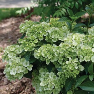 Hydrangea macrophylla / Hortenzija didžialapė FAIRYTRAIL GREEN