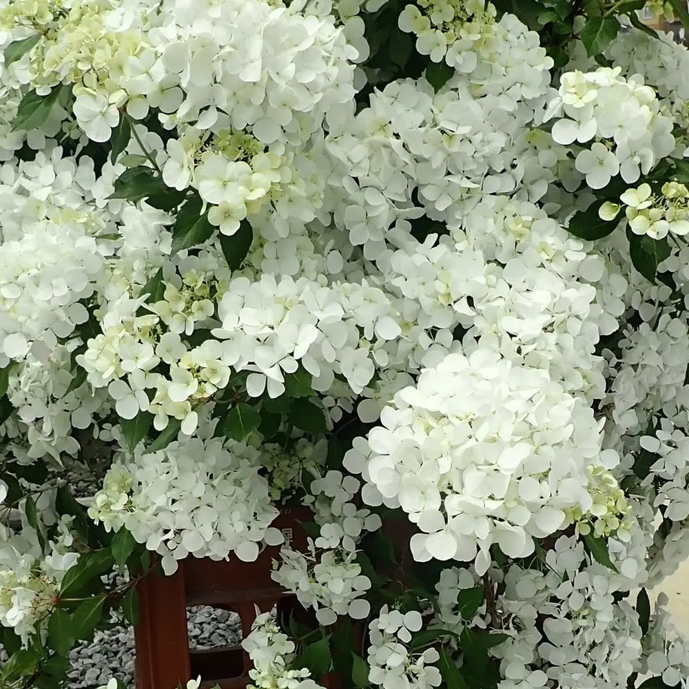 Hydrangea macrophylla / Hortenzija didžialapė FAIRYTRAIL WHITE