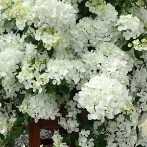 Hydrangea macrophylla / Hortenzija didžialapė FAIRYTRAIL WHITE