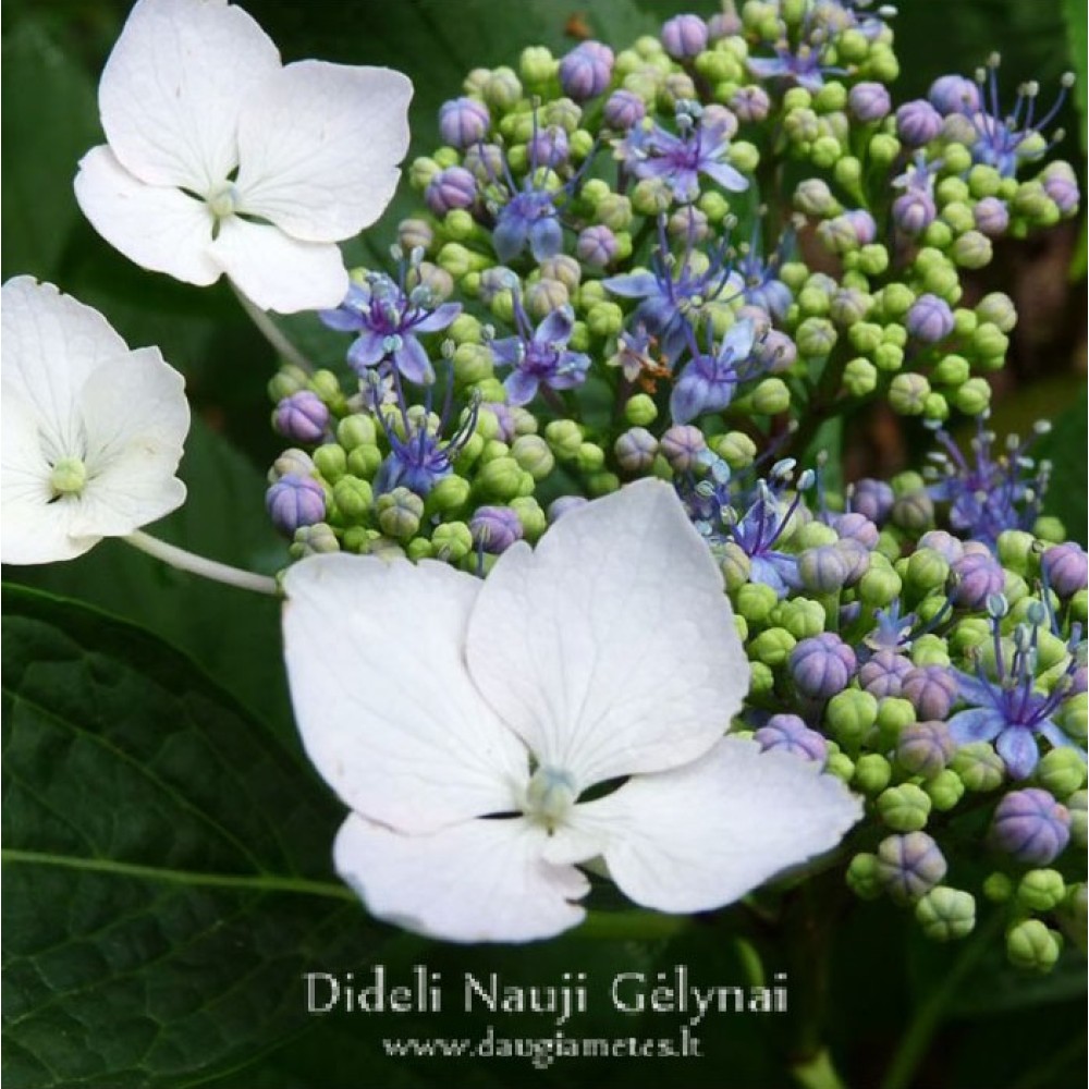 Hydrangea macrophylla  / Hortenzija didžialapė MARIESII PERFECTA
