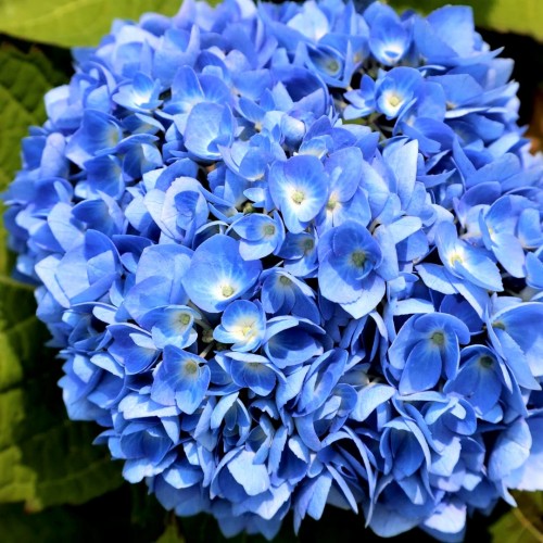 Hydrangea macrophylla / Hortenzija ENDLESS SUMMER BLUE