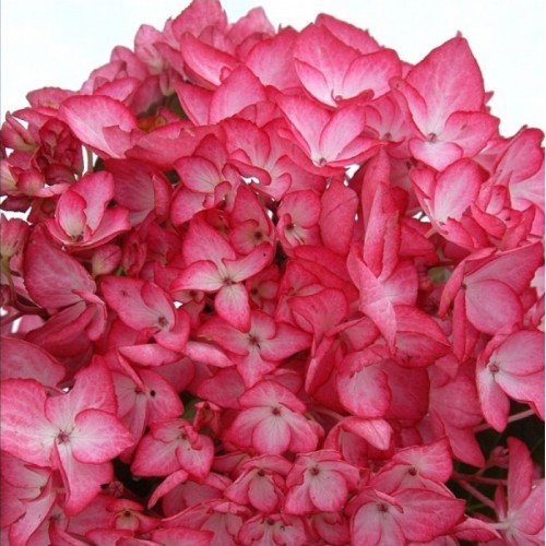 Hydrangea macrophylla / hortenzija SALSA®