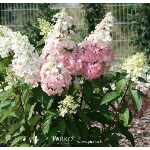 Hydrangea paniculata / Hortenzija šluotelinė PINKY WINKY®
