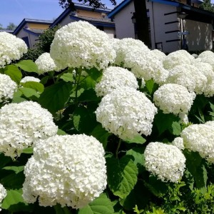 Hydrangea arborescens / Hortenzija šviesioji STRONG ANNABELLE