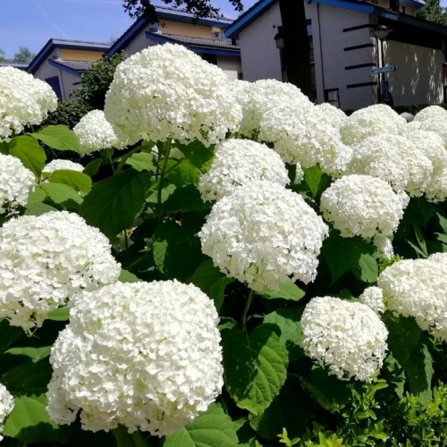 Hydrangea / Hortenzija STRONG ANNABELLE
