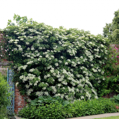 Hydrangea anomala subsp. petiolaris / Hortenzija vijoklinė