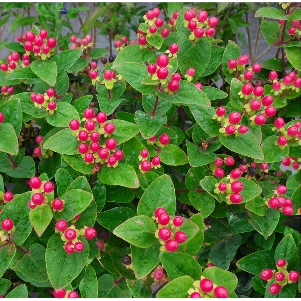 Hypericum / Jonažolė MAGICAL GRACE