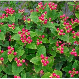 Hypericum / Jonažolė MAGICAL GRACE