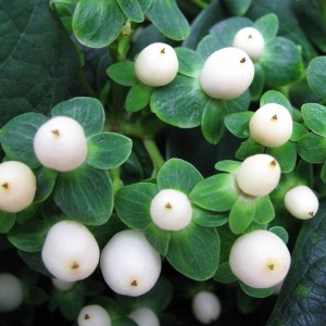 Hypericum / Jonažolė MAGICAL WHITE