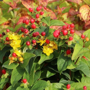 Hypericum / Jonažolė MAGICAL GRACE