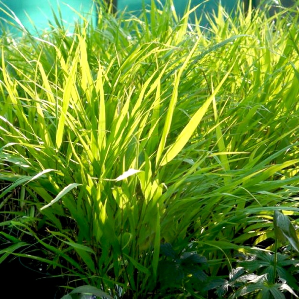 Hakonechloa / Hakonė GREENHILLS