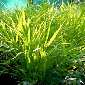 Hakonechloa / Hakonė GREENHILLS