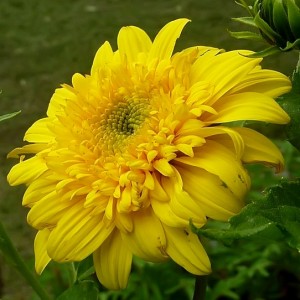 Helianthus / Saulėgrąža HAPPY DAYS