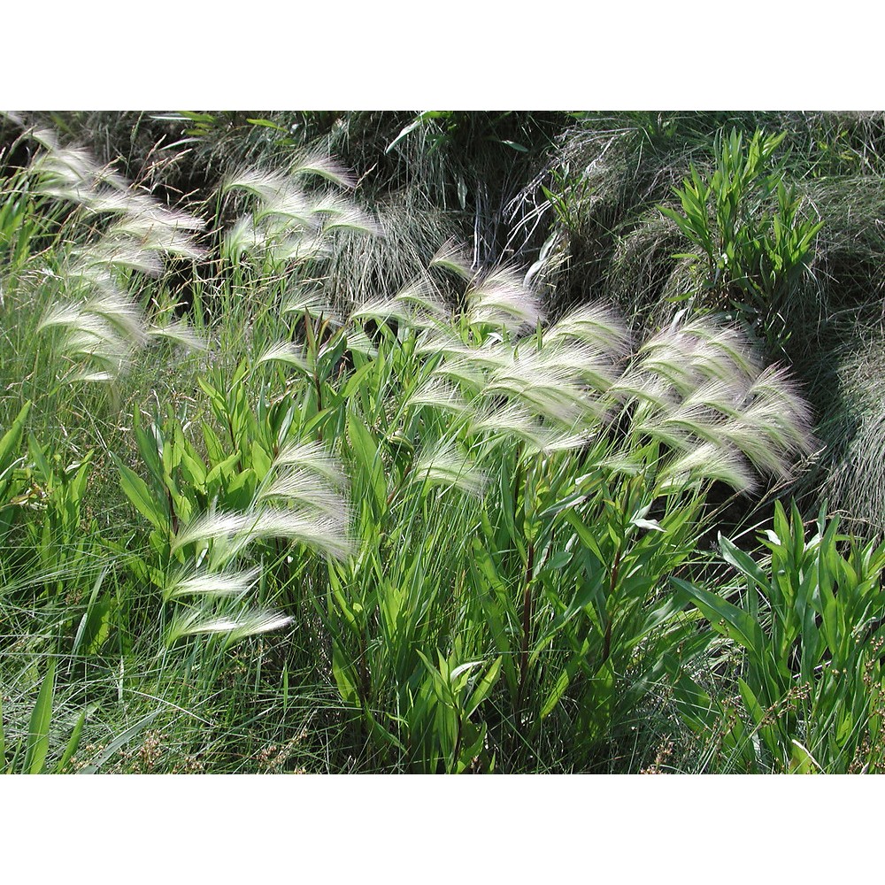 Hordeum jubatum / Miežis karčiuotasis