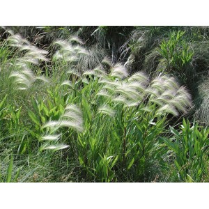 Hordeum jubatum / Miežis karčiuotasis