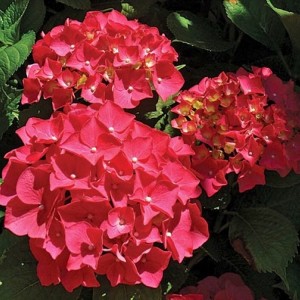 Hydrangea macrophylla / Hortenzija didžialapė FOREVER AND EVER® RED