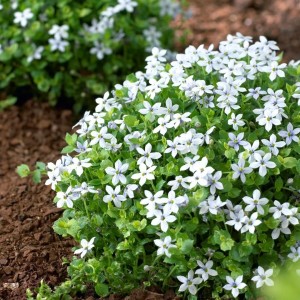 Isotoma / Isotoma ALBA