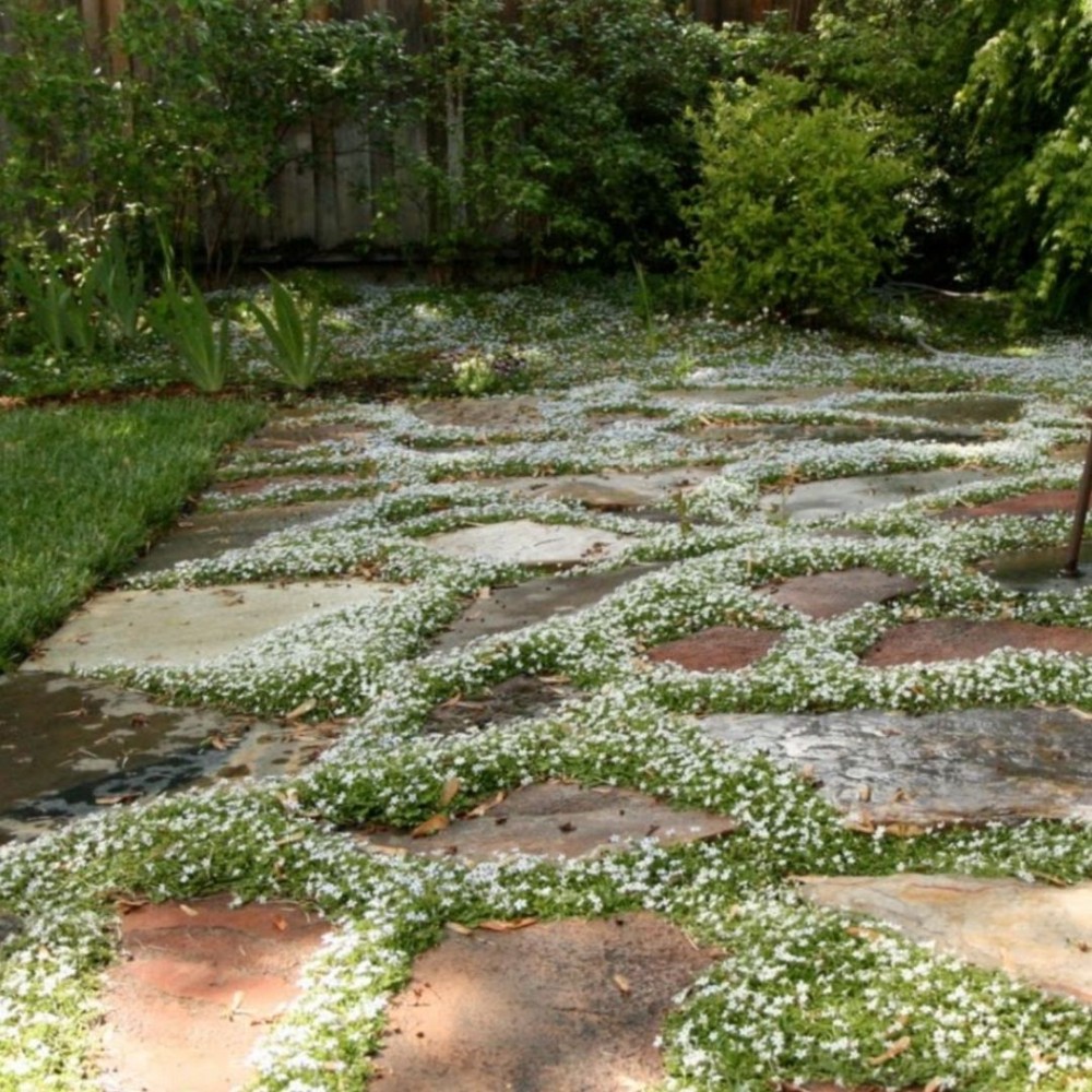 Isotoma / Isotoma ALBA
