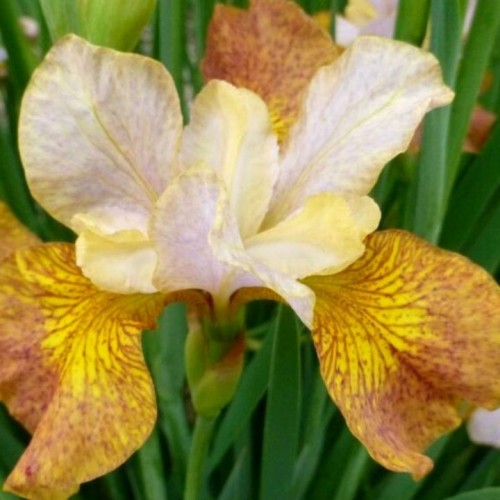 Iris sibirica / Vilkdalgis sibirinis Peacock Butterfly® GINGER TWIST® PBR