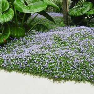 Isotoma / Isotoma fluviatilis