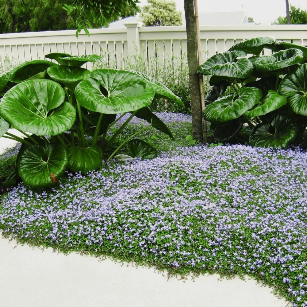 Isotoma / Isotoma fluviatilis