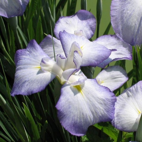 Iris ensata / Kardalapis vilkdalgis 