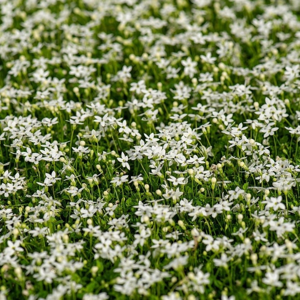 Isotoma / Isotoma ALBA