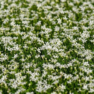 Isotoma / Isotoma ALBA