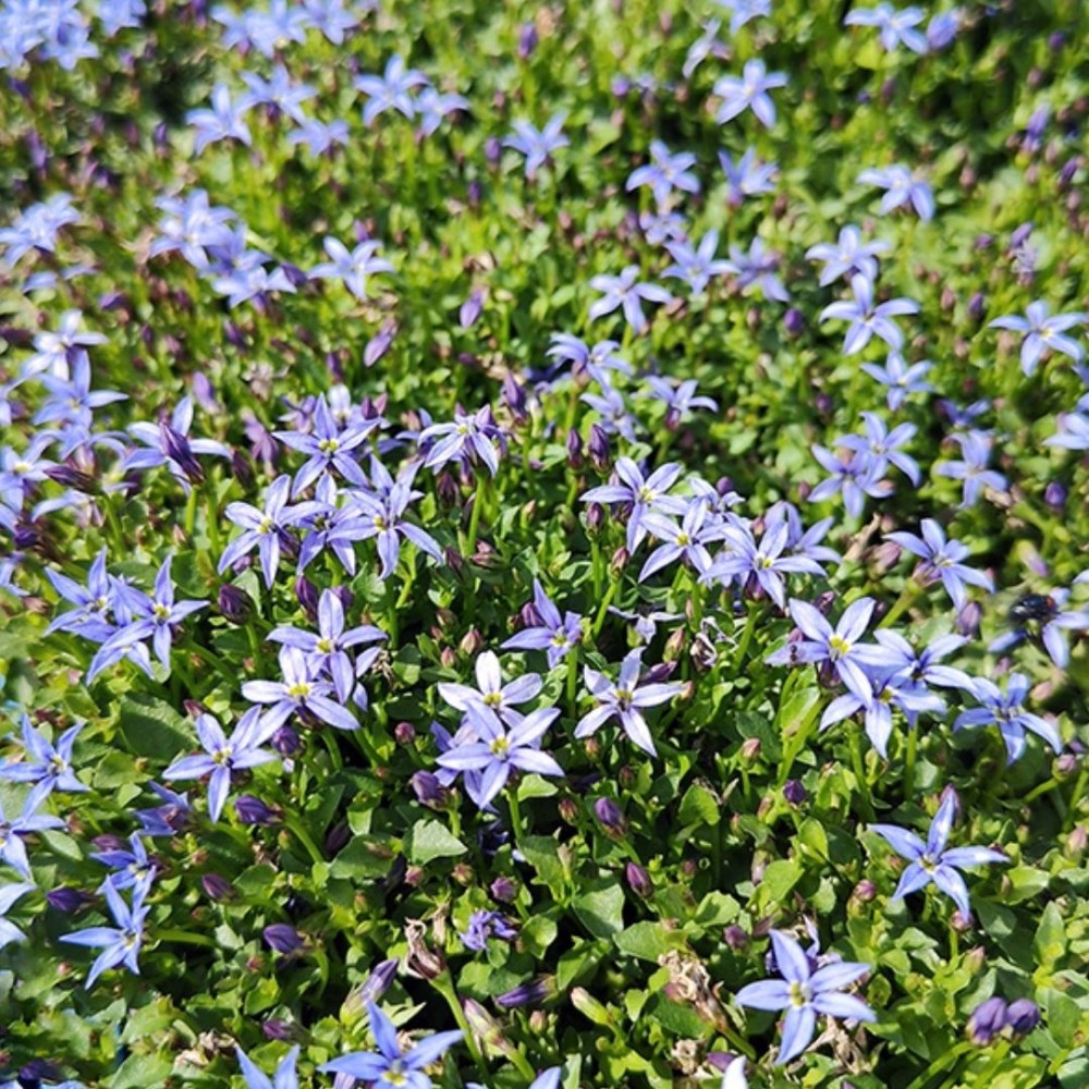 Isotoma / Isotoma fluviatilis