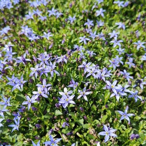 Isotoma / Isotoma fluviatilis