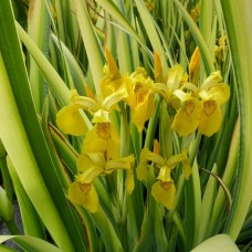 Iris pseudacorus / Vilkdalgis geltonžiedis VARIEGATA