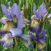 Iris sibirica / Vilkdalgis sibirinis Peacock Butterfly ® BANISH MISFORTUNE ® PBR