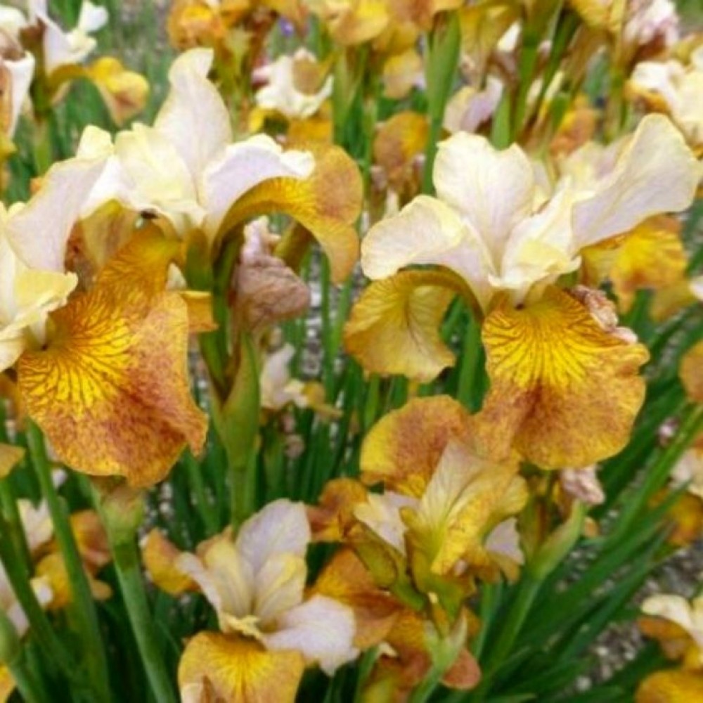 Iris sibirica / Vilkdalgis sibirinis Peacock Butterfly ® GINGER TWIST ® PBR