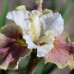 Iris sibirica / Vilkdalgis sibirinis Peacock Butterfly ® WYNNE MAGNOLIA ® PBR