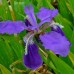 Iris tectorum / Vilkdalgis šelmeninis WOLONG